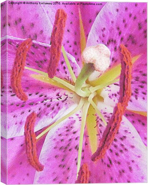  LILAC LILY Canvas Print by Anthony Kellaway