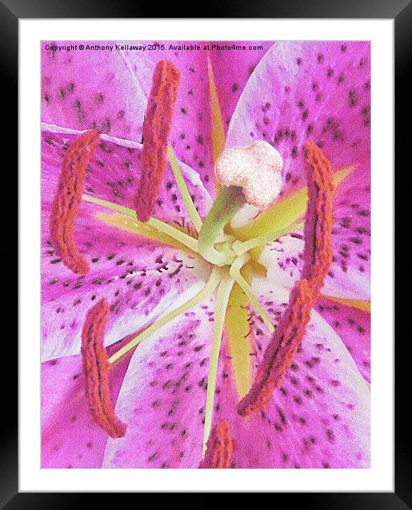  LILAC LILY Framed Mounted Print by Anthony Kellaway