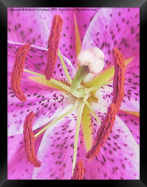  LILAC LILY Framed Print by Anthony Kellaway