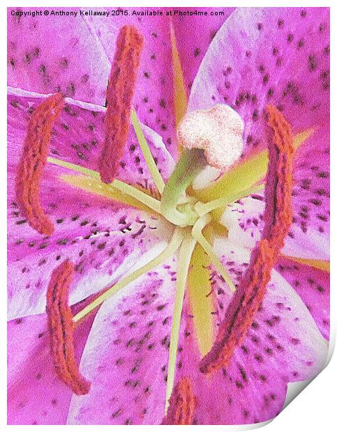  LILAC LILY Print by Anthony Kellaway