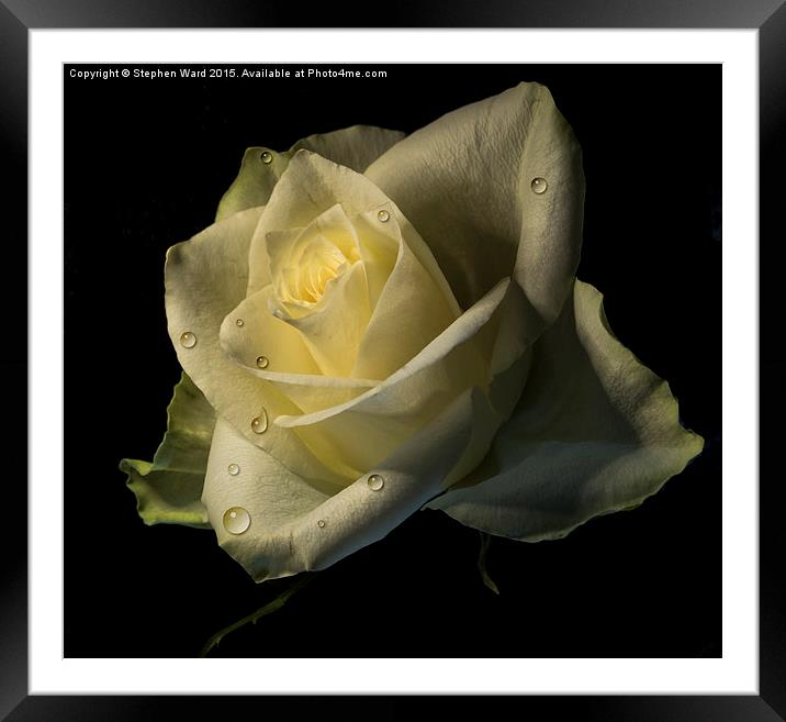  Watered Rose Framed Mounted Print by Stephen Ward
