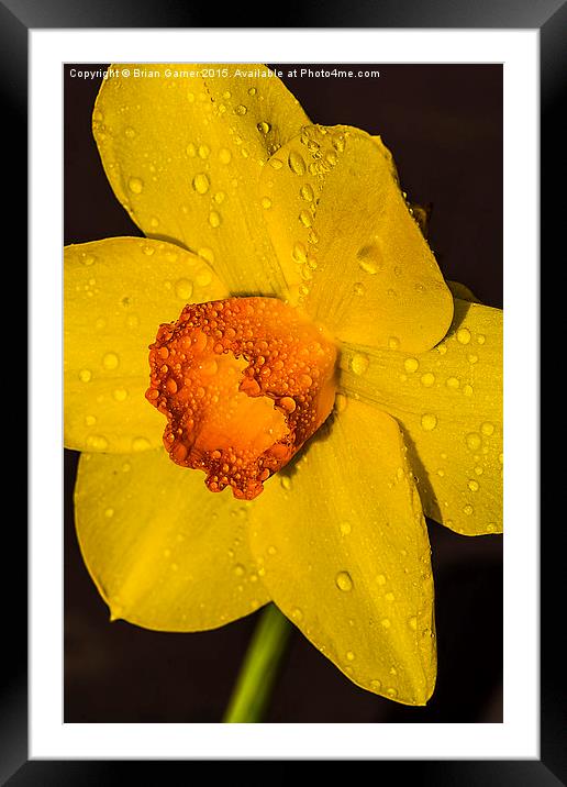  Daffodil after the rain Framed Mounted Print by Brian Garner