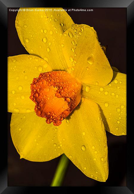  Daffodil after the rain Framed Print by Brian Garner