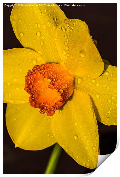 Daffodil after the rain Print by Brian Garner
