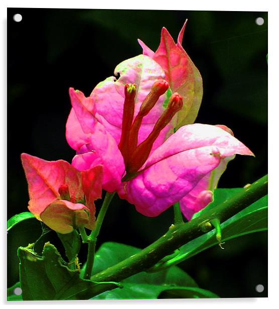 Vibrant Pink Bougainvillea  Acrylic by james balzano, jr.