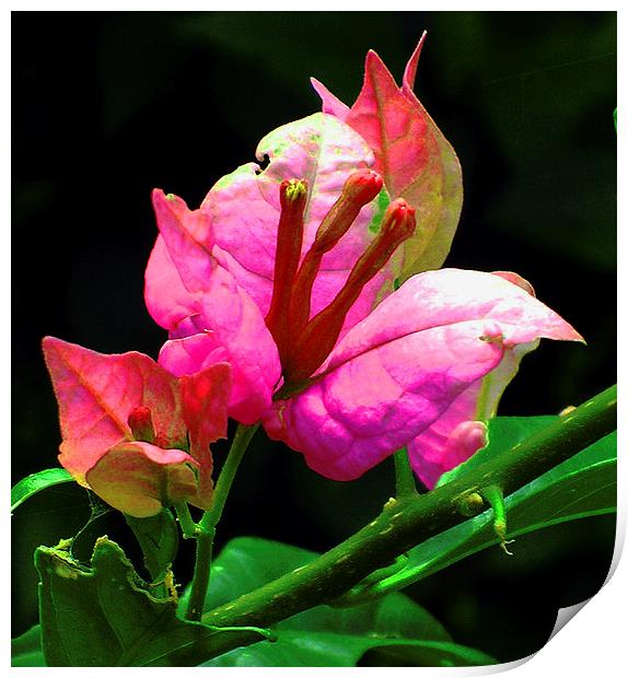 Vibrant Pink Bougainvillea  Print by james balzano, jr.