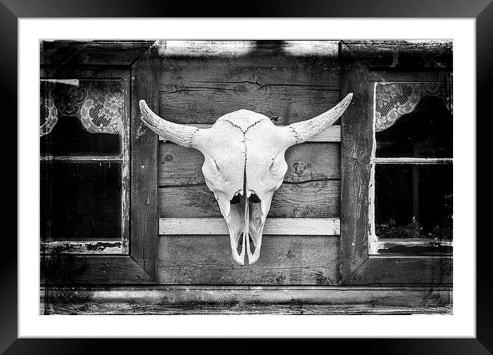  Buffalo Skull  Framed Mounted Print by David Hare
