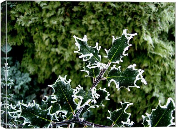 Freezing Holly Canvas Print by Chris Day