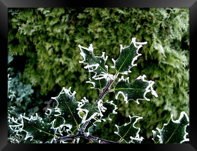 Freezing Holly Framed Print by Chris Day