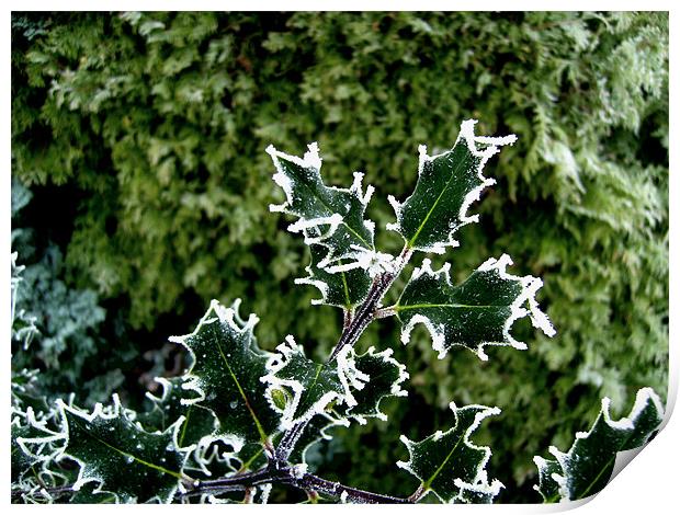 Freezing Holly Print by Chris Day