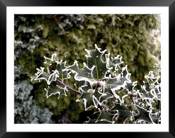 Chilly Holly Framed Mounted Print by Chris Day