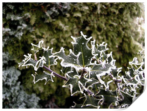 Chilly Holly Print by Chris Day