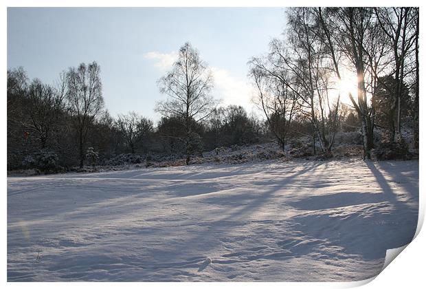 Snowy Ashdown Forest Print by suzy ainley