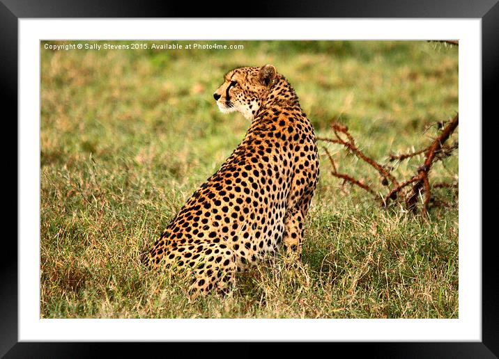  Cheetah waiting for prey Framed Mounted Print by Sally Stevens