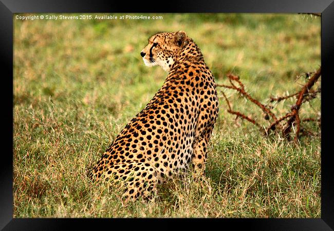  Cheetah waiting for prey Framed Print by Sally Stevens