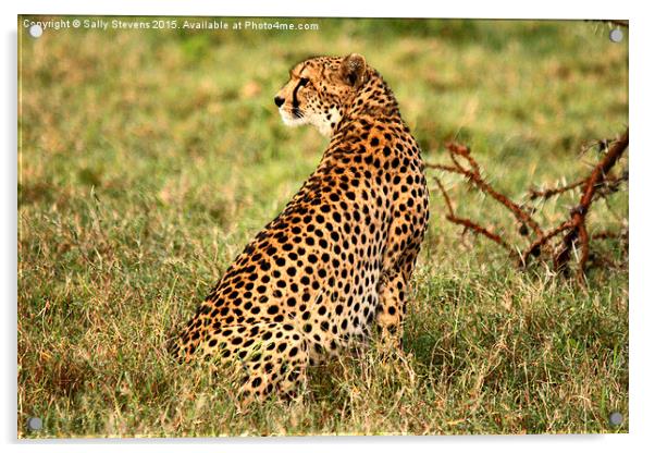  Cheetah waiting for prey Acrylic by Sally Stevens