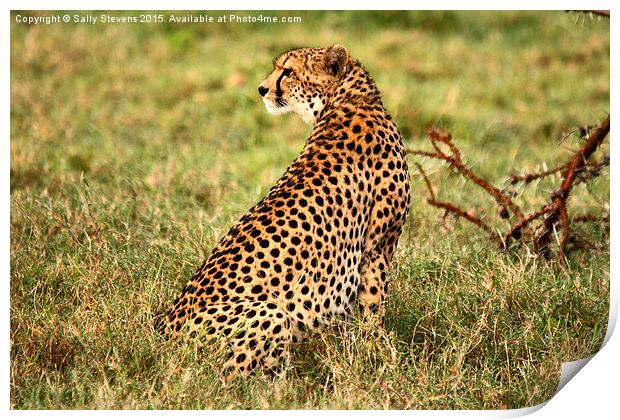  Cheetah waiting for prey Print by Sally Stevens