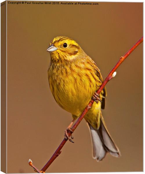  Yellowhammer Canvas Print by Paul Scoullar