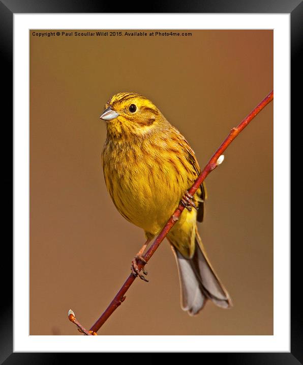  Yellowhammer Framed Mounted Print by Paul Scoullar