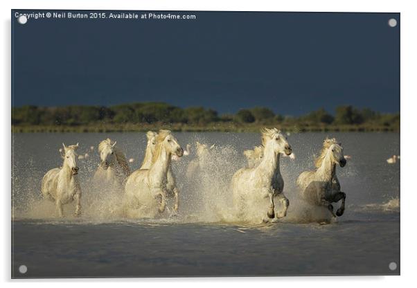  Camargue chargers Acrylic by Neil Burton