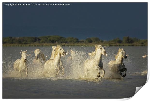  Camargue chargers Print by Neil Burton