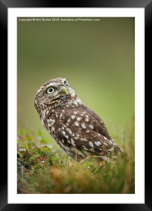  Little owl Framed Mounted Print by Neil Burton