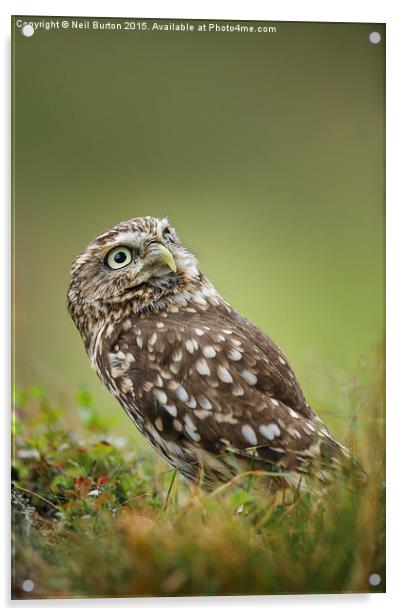  Little owl Acrylic by Neil Burton