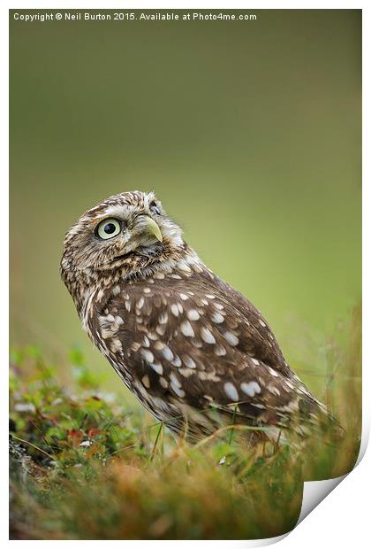  Little owl Print by Neil Burton