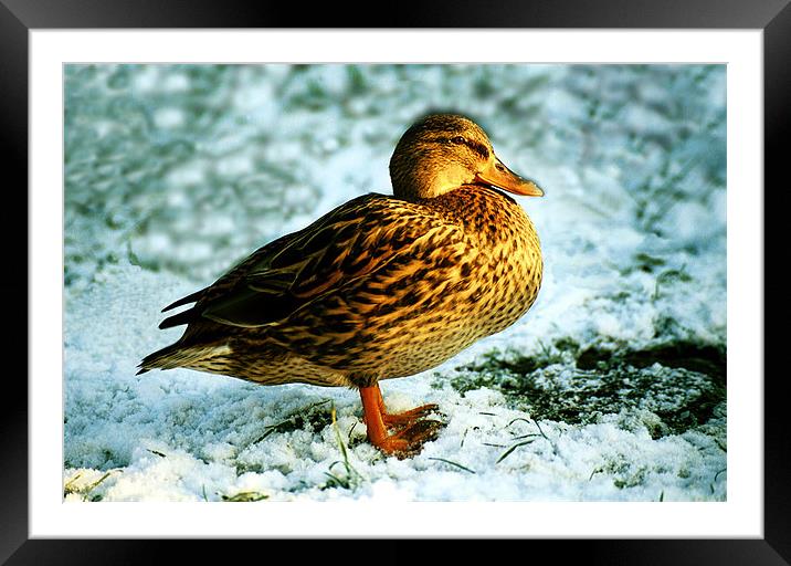 DUCK ON SNOW Framed Mounted Print by Ray Bacon LRPS CPAGB