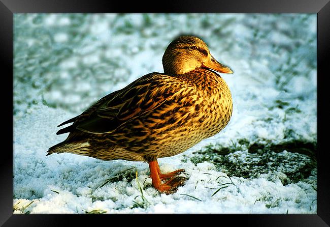 DUCK ON SNOW Framed Print by Ray Bacon LRPS CPAGB