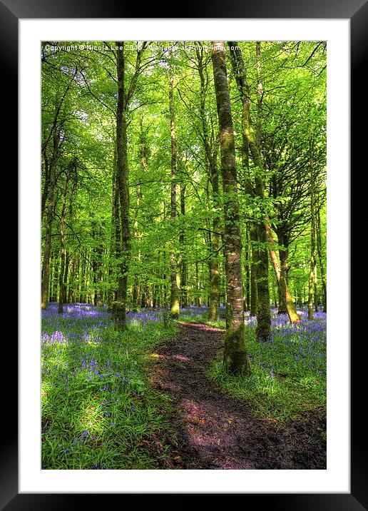 Bluebell Forest Framed Mounted Print by Nicola Lee