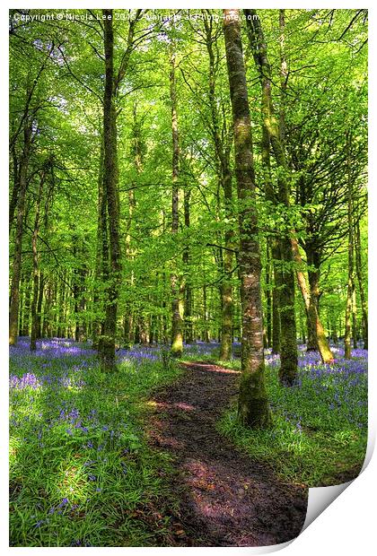 Bluebell Forest Print by Nicola Lee