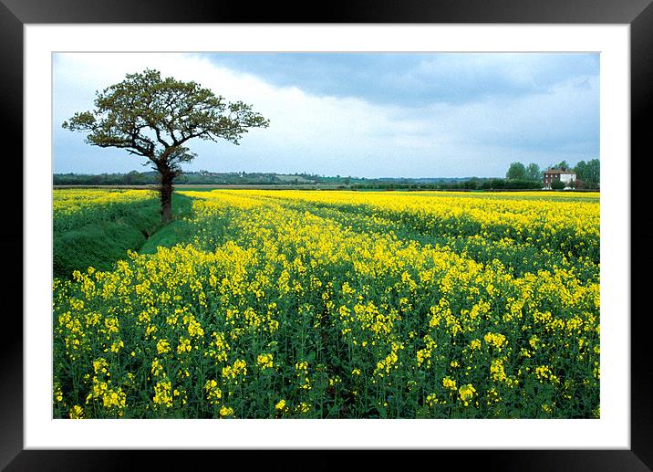 RAPE SEED FIELD Framed Mounted Print by Ray Bacon LRPS CPAGB