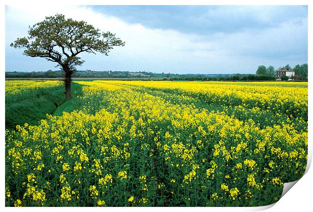 RAPE SEED FIELD Print by Ray Bacon LRPS CPAGB