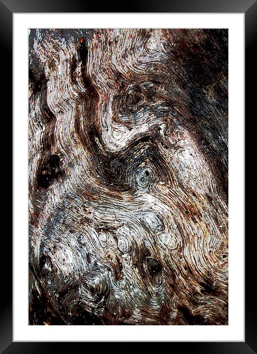 Bark-Bark  Framed Mounted Print by james balzano, jr.