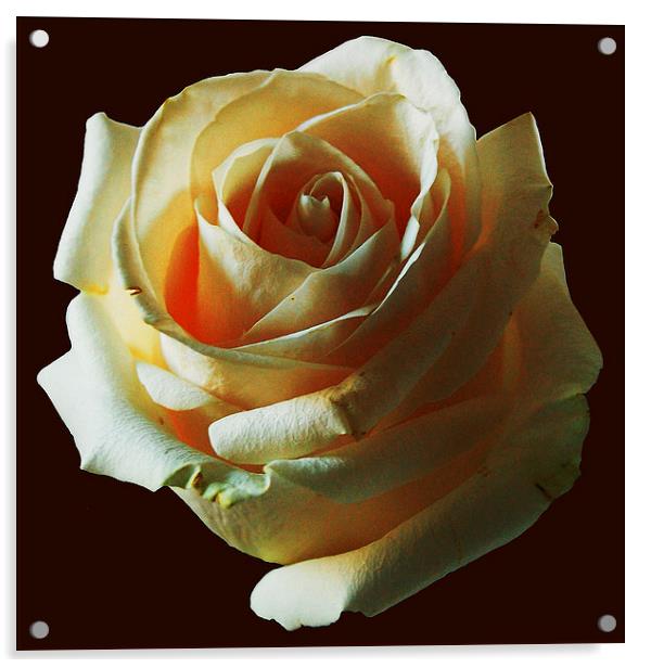 Rose  Acrylic by james balzano, jr.