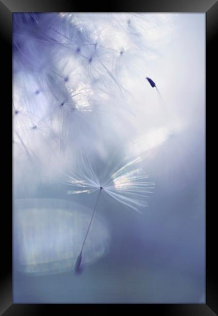  Mr. Dandelion. Light Flight Framed Print by Jenny Rainbow