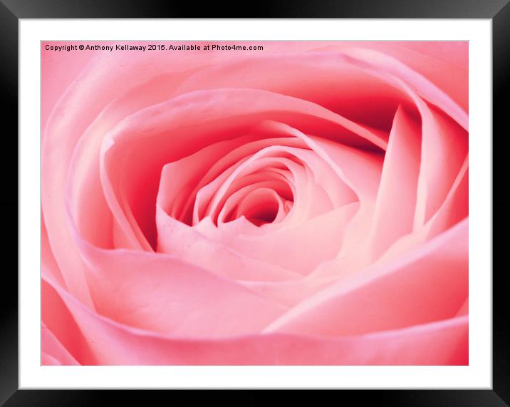  PINK ROSE Framed Mounted Print by Anthony Kellaway