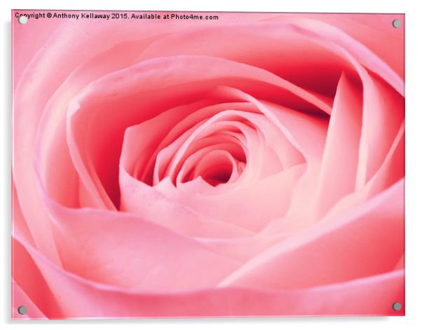  PINK ROSE Acrylic by Anthony Kellaway
