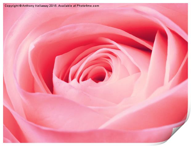  PINK ROSE Print by Anthony Kellaway