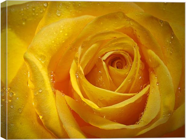 Yellow Rose Canvas Print by Chuck Underwood