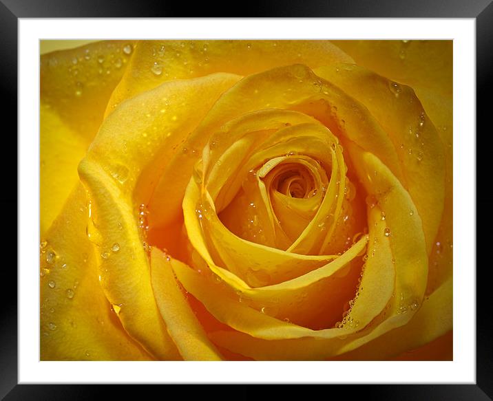Yellow Rose Framed Mounted Print by Chuck Underwood