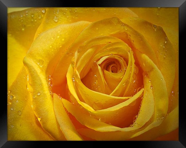 Yellow Rose Framed Print by Chuck Underwood