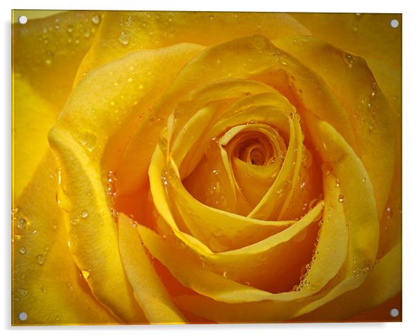 Yellow Rose Acrylic by Chuck Underwood
