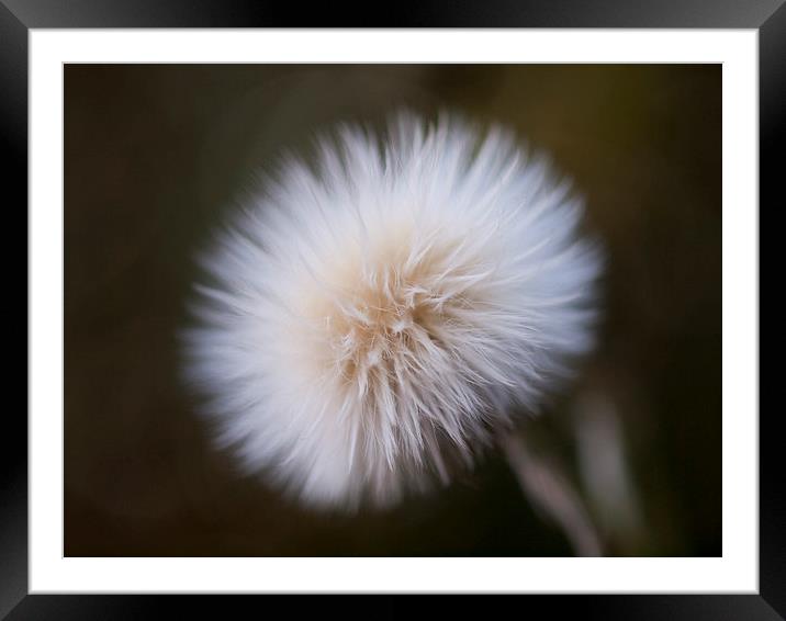 Sow Thistle, Dandelion Framed Mounted Print by Chris Watson