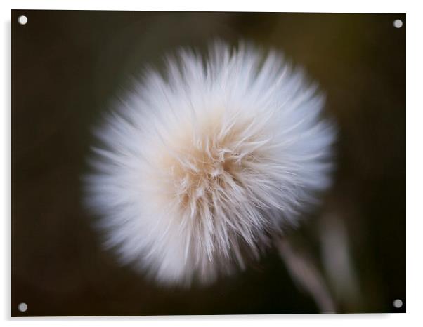 Sow Thistle, Dandelion Acrylic by Chris Watson