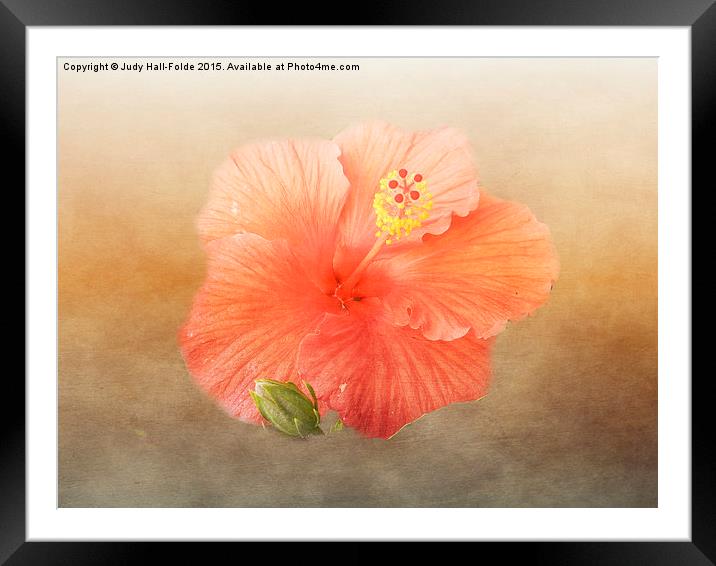  Warm Hibiscus Framed Mounted Print by Judy Hall-Folde