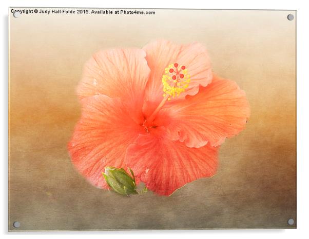  Warm Hibiscus Acrylic by Judy Hall-Folde