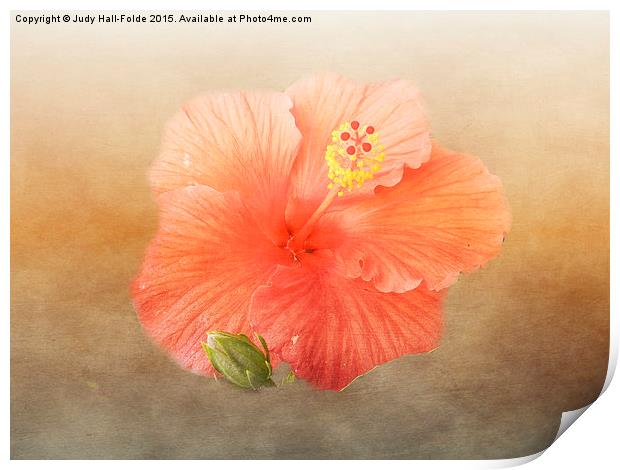  Warm Hibiscus Print by Judy Hall-Folde