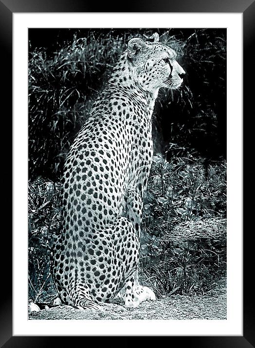  CHEETAH Portrait of a Big Cat Framed Mounted Print by philip clarke